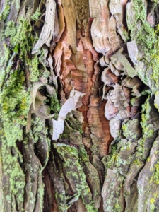 Here, one can see the ribbon-like bark stripping off this bald cypress trunk.