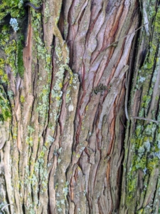 The bark of the bald cypress is brown to gray and forms long scaly, fibrous ridges on the trunk. Over time, these ridges tend to peel off the trunk in strips.