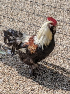 Here is a Salmon Faverolle rooster. The Faverolle is a French breed developed in the 1860s in north-central France. They are very unique looking with their muffs, beards, and feathered feet. These birds are very friendly and curious.