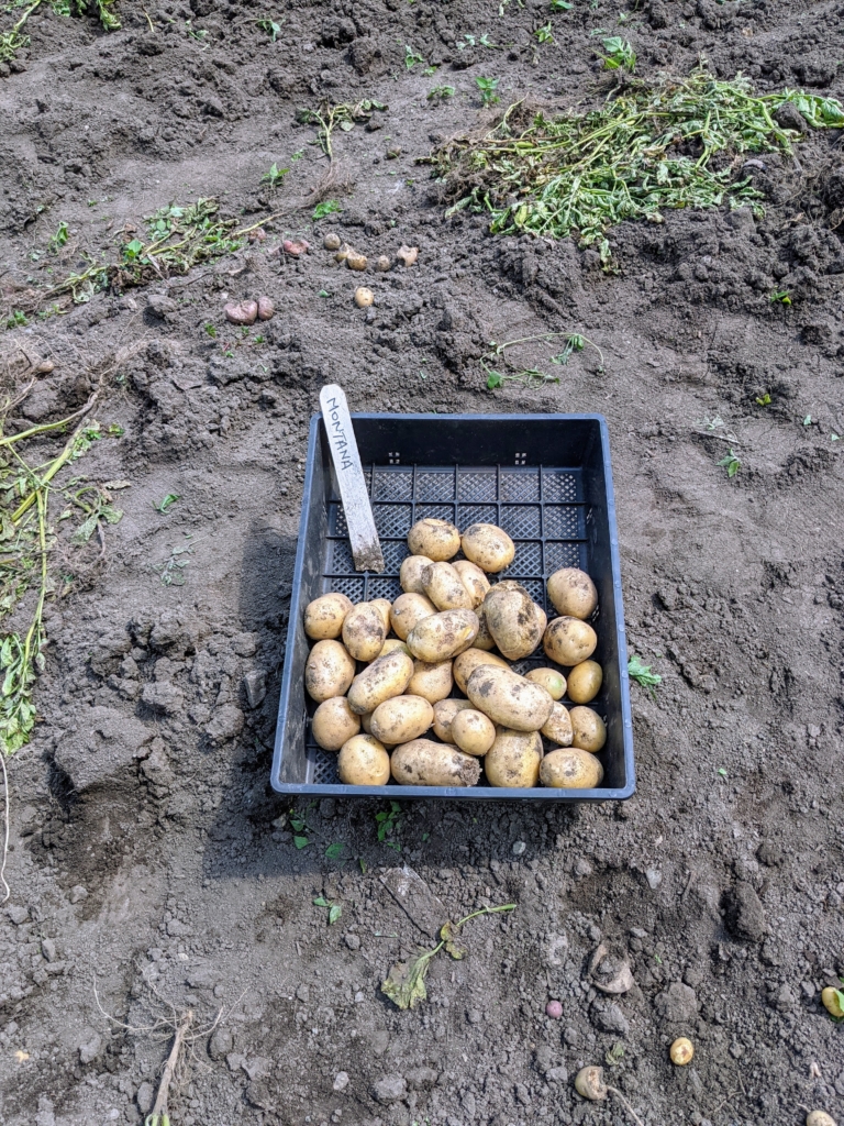 Picking Potatoes - The Martha Stewart Blog