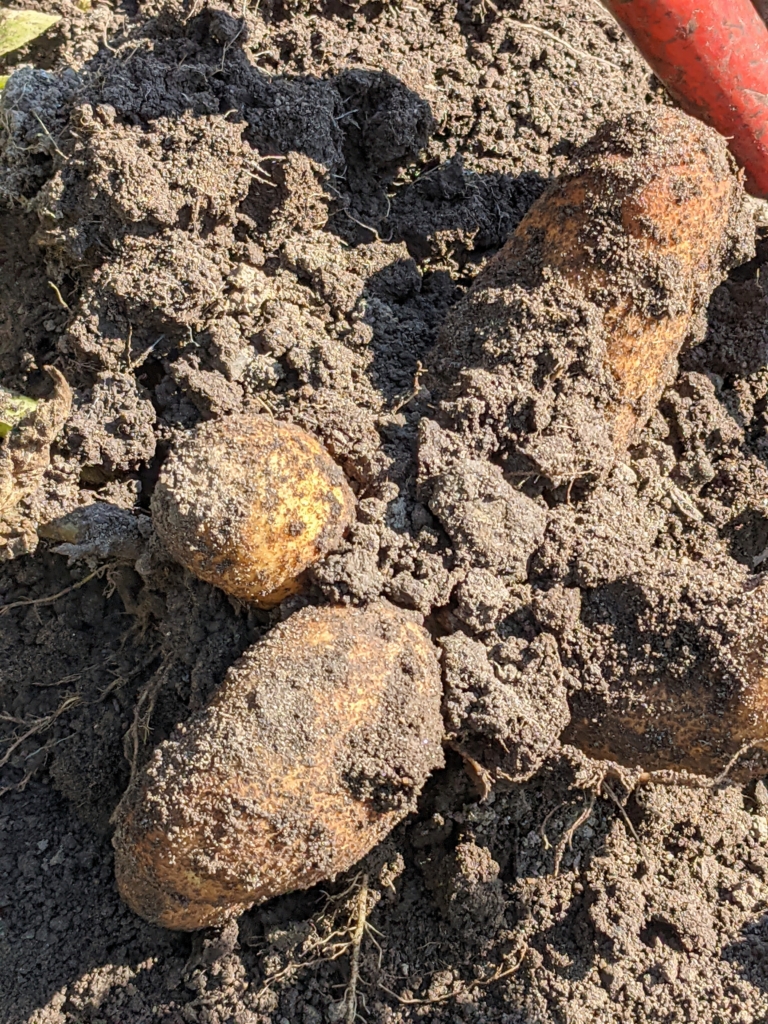 Picking Potatoes - The Martha Stewart Blog