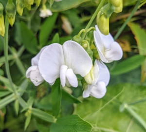 Here is another one in crisp white. The perennial sweet pea blooms in summer, and blooms are on long peduncles above the foliage. It climbs by tendrils and can be trellised or used to cover a fence or other structure. It also makes a nicely mounded ground cover.