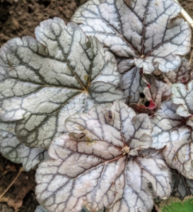 And this is a metallic colored heuchera with the most attractive marbled and veined leaves. Slender stems hold sprays of tiny pink to white bells during spring. My large flower cutting garden, which measures 150-feet by 90-feet, is growing more and more lush each year, and every bed is planted with a variety of specimens, making it colorful and interesting. What are some of your favorite summer blooming plants? Share your comments below.