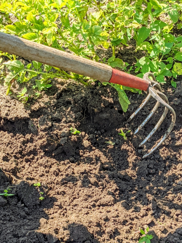 Picking Potatoes - The Martha Stewart Blog