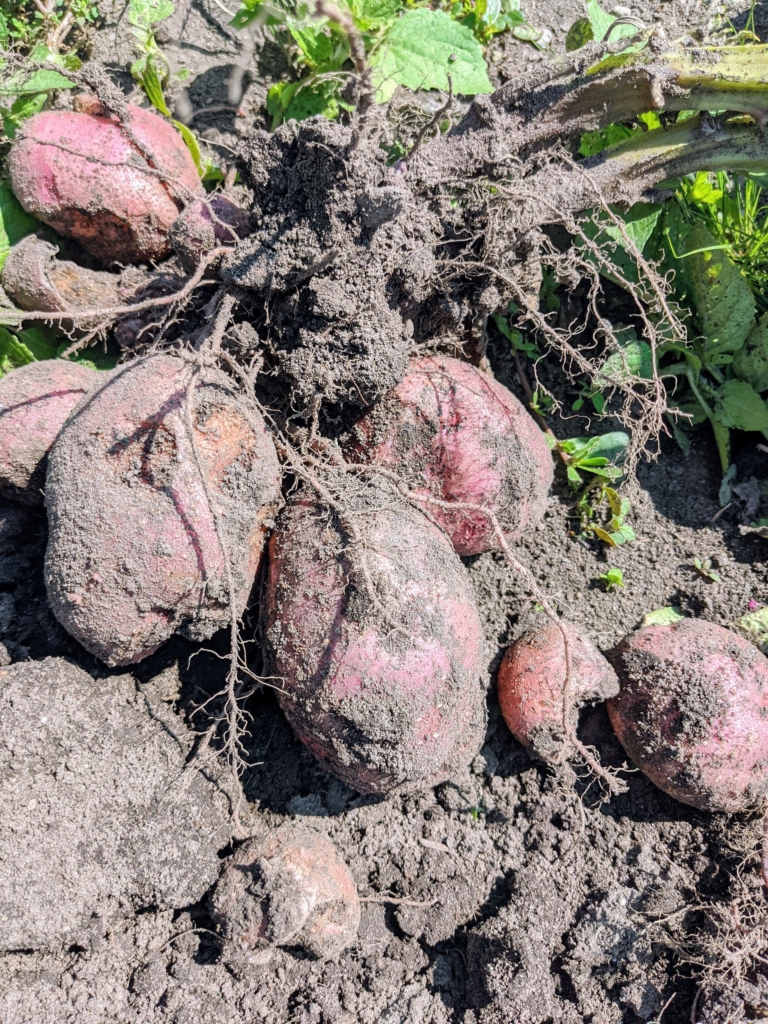 Picking Potatoes - The Martha Stewart Blog