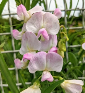 Growing on the fence surrounding the flower garden is this dainty perennial Sweet Pea or Everlasting Pea. It is a herbaceous climbing vine with beautiful bright flowers that grows up to 10 feet tall. This white and light pink variety is so pretty.