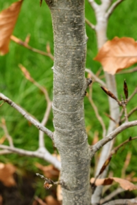 European beech trees are known for the smooth silvery gray bark.