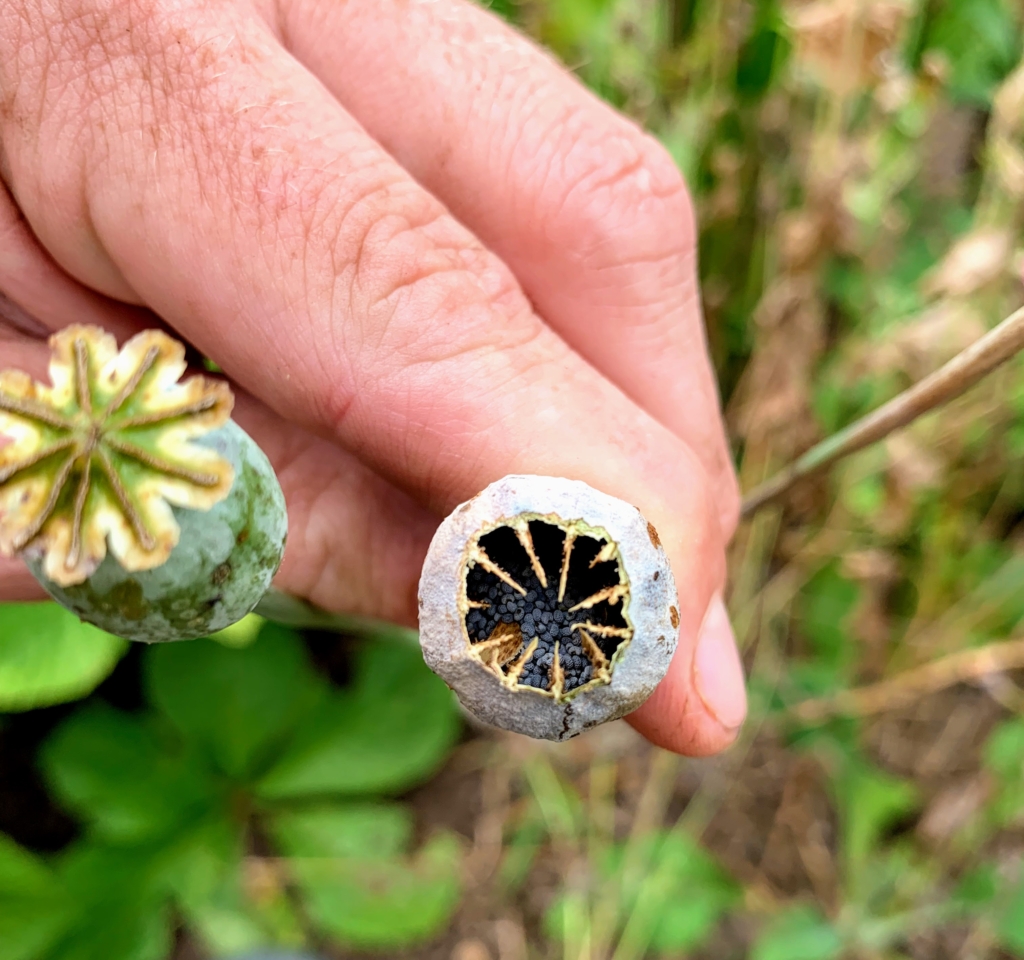 saving-flower-seeds-the-martha-stewart-blog