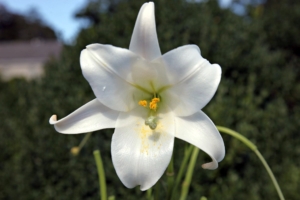 These are Formosa lilies, which start blooming in August and continue through early October. They bear eight or more 10 inch long, pristine-white trumpets upon each stem.