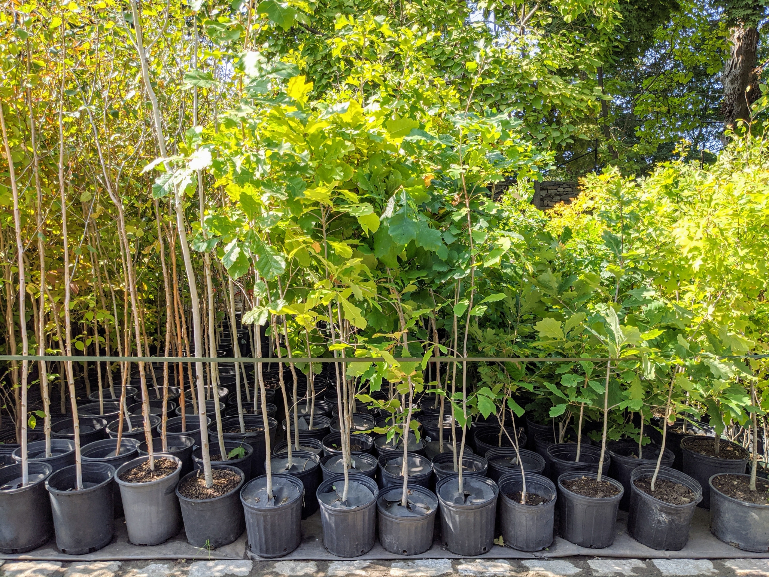 Planting Black Locust and Butternut Trees - The Martha Stewart Blog