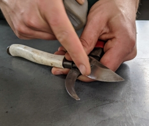 Because they are used so often, every few days my gardeners take stock of their cutting tools, and clean and sharpen their hand pruners and snips. Here is Brian showing the blade that needs sharpening. For this task, Brian uses a coarse cleaning block, a whetstone, and oil.