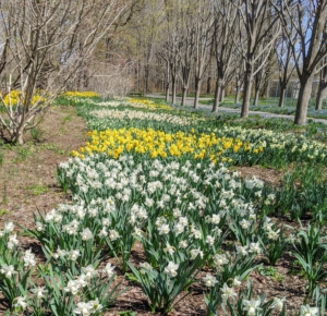 In spring, the area on one side of my Linden allee is filled with gorgeous daffodil blooms, but I decided this garden bed would look even better on a bed of grass to cover any bare spots in between the daffodil varieties.
