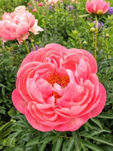 I adore peonies. Peonies are perennials that come back every year - some thriving for more than a century. I have both herbaceous peonies and tree peonies here at my farm.