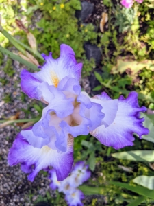 Named after the Greek goddess of the rainbow, irises bloom with gorgeous color in spring and summer. The vast majority are hybrids with the most popular being the bearded irises. Other varieties include Siberian and Japanese irises, Louisiana irises which are native to North America, and Dutch hybrids.