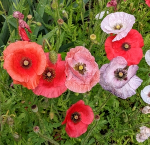 Here are some of the poppies we grew this year. Poppies are long flowering and easy to grow. Poppies are pretty in both annual and perennial varieties, and they come in nearly every color of the rainbow.