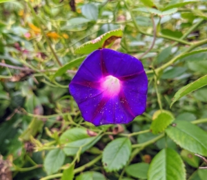 The Morning Glory is a cheerful, old-fashioned type of bloom that adds color to any fence or trellis.