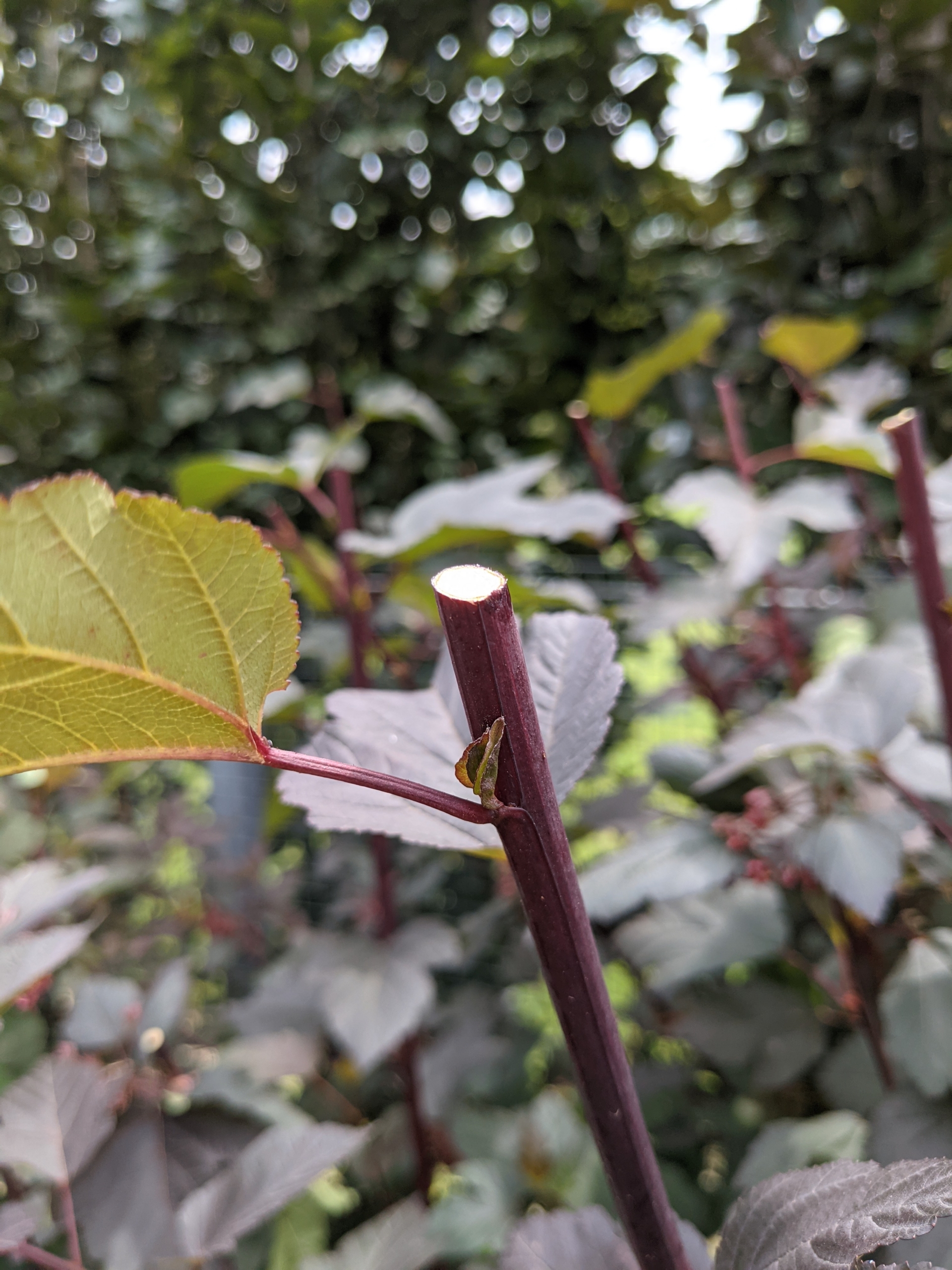 Sharpening Garden Pruners - The Martha Stewart Blog