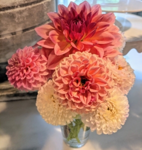 And when cutting, to prevent wilting, cut only in the early morning or late afternoon. And only cut them after they open to mature size – dahlias will not open after cutting. Enjoy your dahlias!