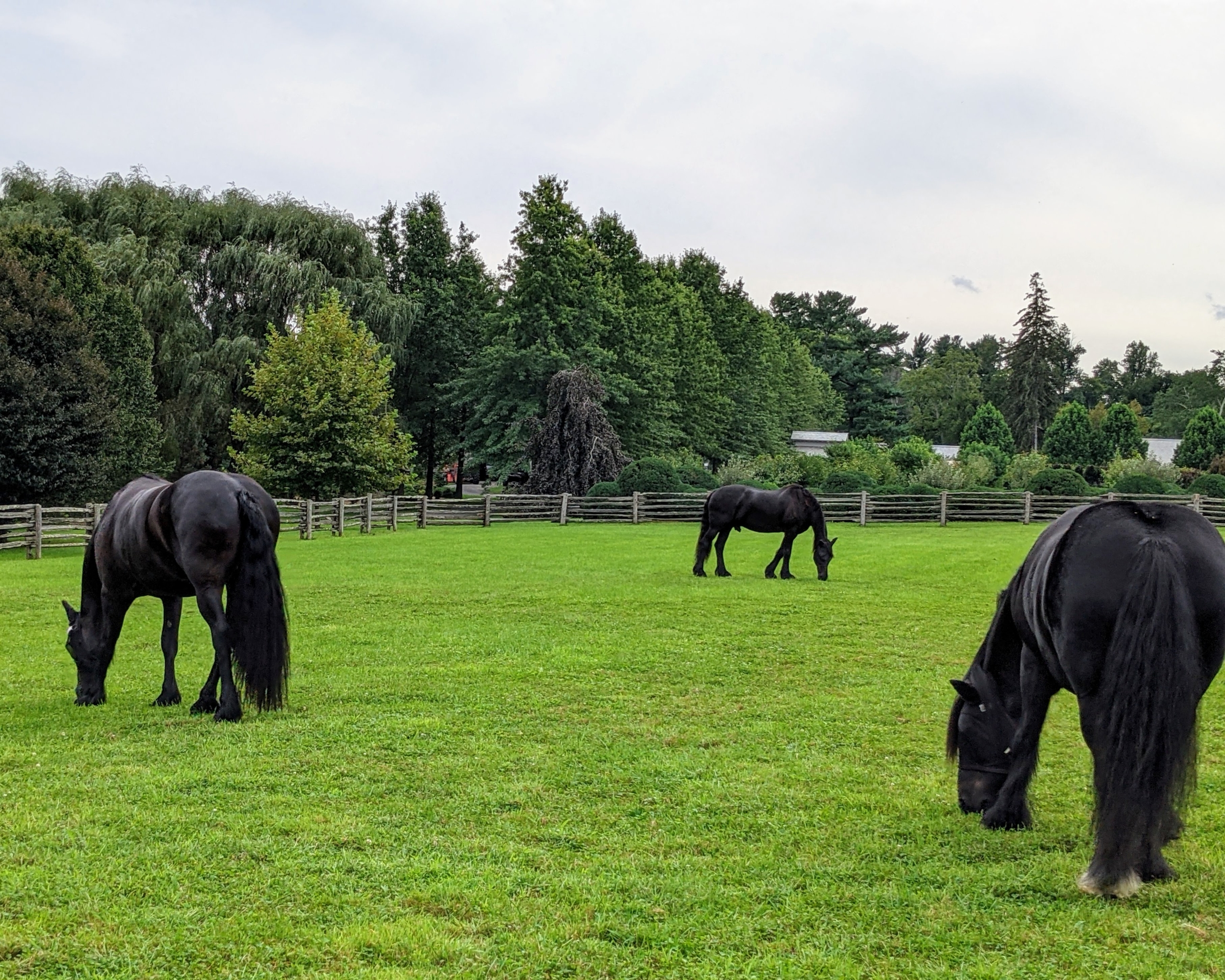 Grass Seed For Grazing Horses Pony Paddocks Equine Use Reseeding Horse Pasture 