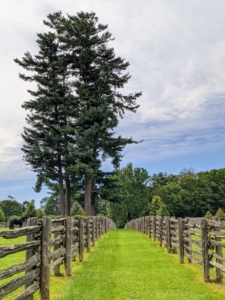 I have lots of fencing here on the farm. This antique fencing surrounds all my horse paddocks and various trees. The antique pasture railings were constructed into a split rail fence, but now many of these cedar uprights are wobbly and no longer support the railings as they should.
