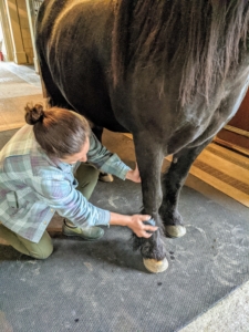 Helen uses the curry brush all over his body including the legs. Each of the horse’s legs and around each foot is also wiped with a towel, not only to clean, but also to feel for any bumps or lumps that may need special attention, as well as heat or swelling, which may indicate an injury. All of them are healthy and doing well.