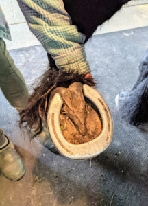 Cleaning a horse’s hooves is also very important. They should be picked daily. A hoof pick is used to remove dirt, stones, and other debris – particularly in the grooves beside the frog. Regular hoof cleaning can prevent thrush, a foul-smelling bacterial infection. This hoof is very clean.