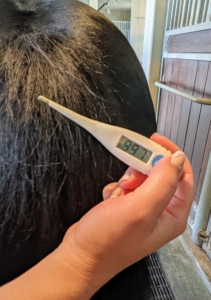 Taking the temperature is the first step in the TPR process. Helen uses a digital thermometer. His temperature is 99.7 Fahrenheit, which is well within the normal range for horses and ponies.