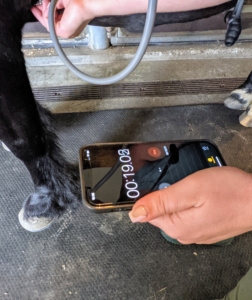 Helen counts the number of full beats for 30-seconds then multiplies the number by two for the rate per minute. The normal pulse for an average sized adult horse is about 32.