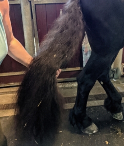 Here she is brushing Bond's long tail. The tail of the horse consists of two parts, the dock and the skirt. The dock includes the muscles and skin covering the coccygeal vertebrae. The term "skirt" refers to the long hairs that fall below the dock. On a horse, long, thick tail hairs begin to grow at the base of the tail, and grow along the top and sides of the dock.