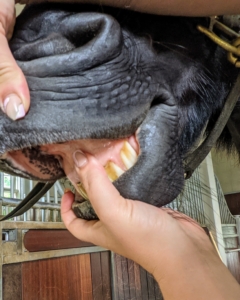 Helen also checks Bond's gums. Mucous membrane color can be a quick indicator of a horse’s health. The gums should be a pink to pale pink color and moist to the touch. To take his capillary refill time, or CRT, Helen lifts the horse’s lips, presses a finger firmly against the gums, and then takes it away. She counts the number of seconds it takes for the color to return to the area. It should come back quickly - and Bond's did.