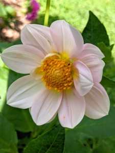 This dahlia is a soft, creamy pink with a dark yellow center.