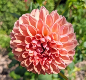 Pompon dahlias yield masses of intricate, fully double blooms measuring up to two-and-a-half inches across. This dahlia is a pretty salmon color.