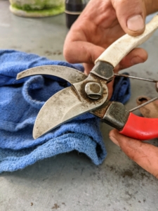 He also oils the joint where the two sides meet. After oiling, it is a good idea to open and close the pruners to hear how the parts move together – they should work smoothly and evenly.