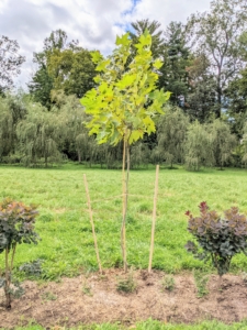 These trees are now well secured. The London Plane tree grows at a medium to high rate, with an increase of 13 to 24 inches in height per year. I am pleased they will be well supported as they develop. In a few years, this allee will be so stunning, I can't wait.