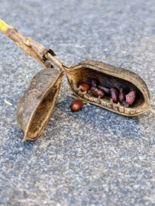 Baptisia seed pods follow the faded blooms, turn black and begin to open on their own. The seeds are round and relatively large, compared to many other seeds.