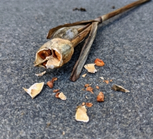 Once the flowers are done blooming, the seed pods ripen and turn fully brown. The pods are one to two inches long revealing the brown seeds inside.