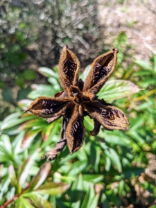 Peonies form interesting clusters of wedge-like gray to brown seed pods, covered when young with a slight fuzz. As they mature, the seed pods turn dark brown and leathery, and as they ripen, the seed pods crack open, revealing dark purple to black shiny seeds.