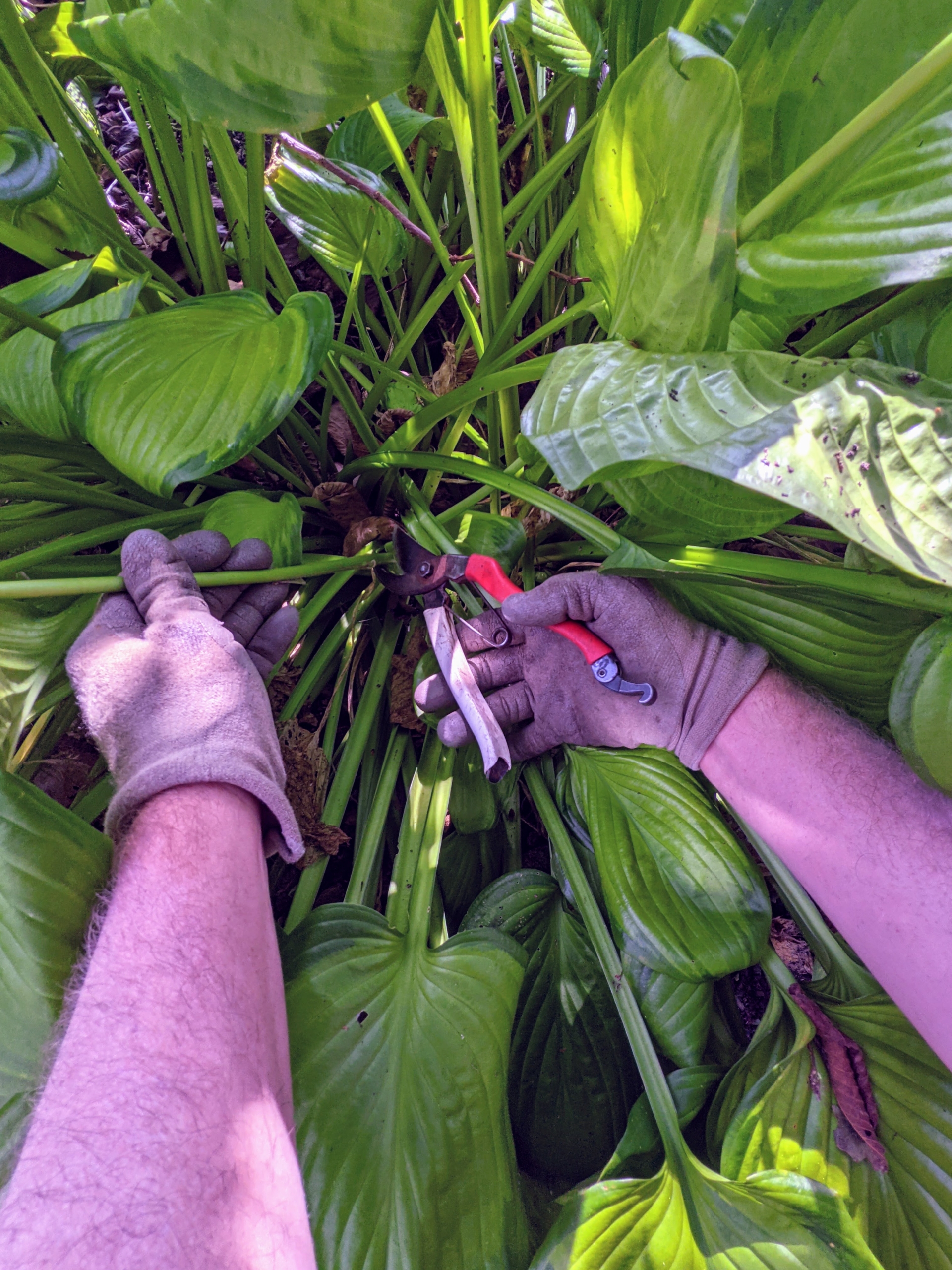 Maintaining Garden Tools - The Martha Stewart Blog