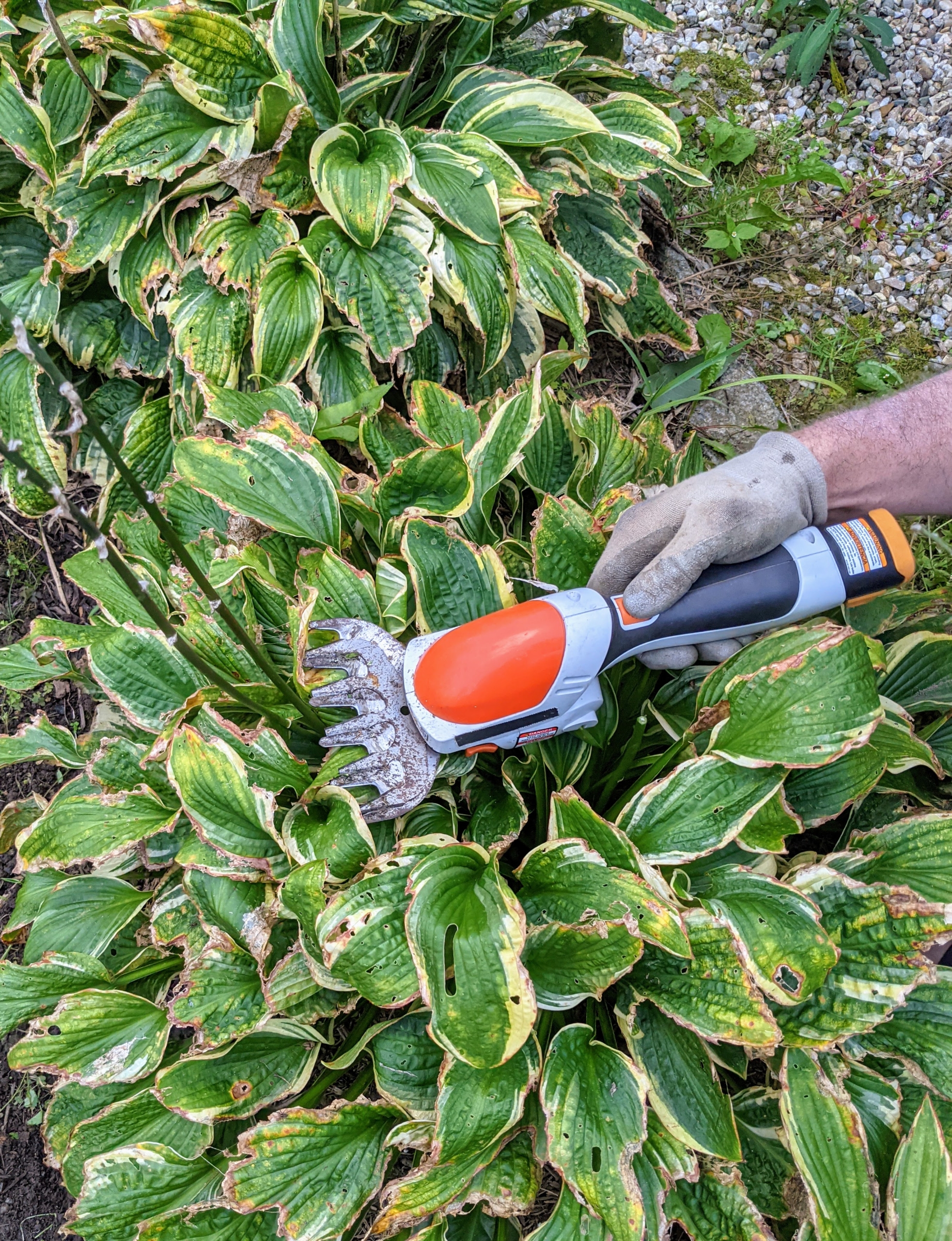 Maintaining Our STIHL Chainsaws - The Martha Stewart Blog