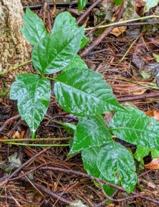 Here's an important tip - because this is a wooded area, one must beware of the growing poison ivy. "Leaves of three, leave it be." Poison ivy rash is caused by an allergic reaction to an oily resin called urushiol. The oily resin is in the leaves, stems and roots of the plant. Poison ivy has pointy leaves, smooth or toothed edges, but not deeply lobed or serrated, and it is generally shiny on top. The middle leaf is also the largest of the three. Some are more sensitive to poison ivy than others, but if not sure, it's best just to stay away from it.
