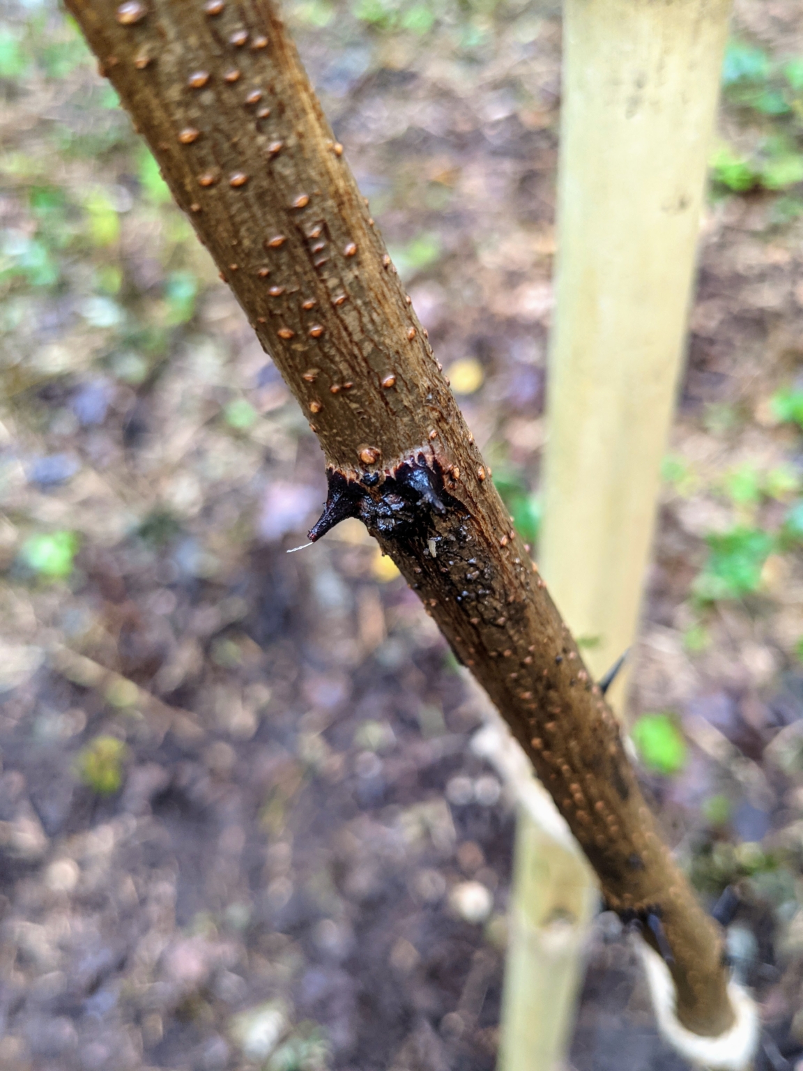Planting Black Locust and Butternut Trees The Martha Stewart Blog