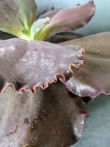 Here's a closer look at the ruffles. And when moderately stressed by bright sun and drought, its leaf coloration can deepen even more to a glossy brick red.
