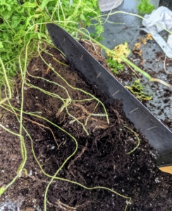Here, Ryan uses a hori hori to scarify the roots - slice through the roots in several areas to encourage root growth. It may seem harsh, but the plant will send out new feeder roots and should soon recover.
