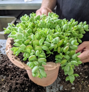 This plant is Cotyledon pendens, named also Cliff Cotyledon - a beautiful trailing succulent belonging to the Crassulaceae family. This rare plant is native to Eastern Cape in South Africa. Cliff Cotyledon is a branched shrublet plant with hanging stems that can grow up to two feet long.