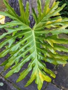 The plants have glossy, heart-shaped or rounded leathery leaves that develop deep clefts and oblong perforations as they grow older. The leaves may be as much as 18-inches wide on foot-long leafstalks.