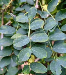 The leaves are alternate and about three to five inches long.