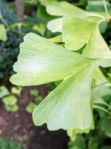 The leaves are unusually fan-shaped, up to three-inches long, with a petiole that is also up to three-inches long. This shape and the elongated petiole cause the foliage to flutter in the slightest breeze. Ginkgo leaves grow and deepen color in summer, then turn a brilliant yellow in autumn. Here, one can see the slight change in color already.