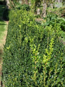 These boxwood shrubs along both sides of my winding pergola were grown from small saplings nurtured right here in one area of my vegetable garden next to my chicken coops. There are more than 300 boxwood shrubs planted here. This photo shows the latest growth which needs to be trimmed and groomed.