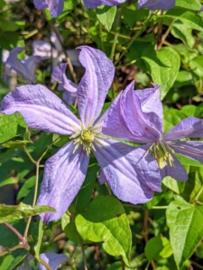 And there are still a few clematis blooming. Clematis is a genus of about 300-species within the buttercup family Ranunculaceae. The name Clematis comes from the Greek word “klematis,” meaning vine. Most species are called clematis, but it has also been called traveller’s joy, virgin’s bower, leather flower, or vase vine.