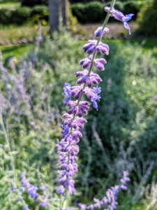 Perovskia atriplicifolia, commonly called Russian sage, shows tall, airy, spike-like clusters that create a lavender-blue cloud of color above the finely textured, aromatic foliage. It is vigorous, hardy, heat-loving, drought-tolerant, and deer resistant.